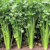 Chinese Celery (Leaf Celery)