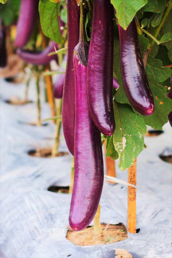 Purple Shine Chinese Eggplant