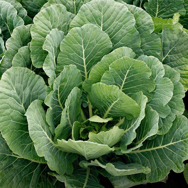 Cabbage, chard, collard greens, endive, lettuce, kale, mustard