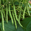 Burpee Stringless Green Bean