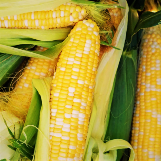 Providence TripleSweet Sweet Corn Seeds | SY Bicolor Yellow & White ...