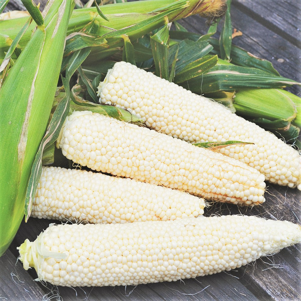 Corn, Sweet- Country Gentleman seeds | The Seed Collection Corn, Sweet- Country Gentleman seeds | The Seed Collection