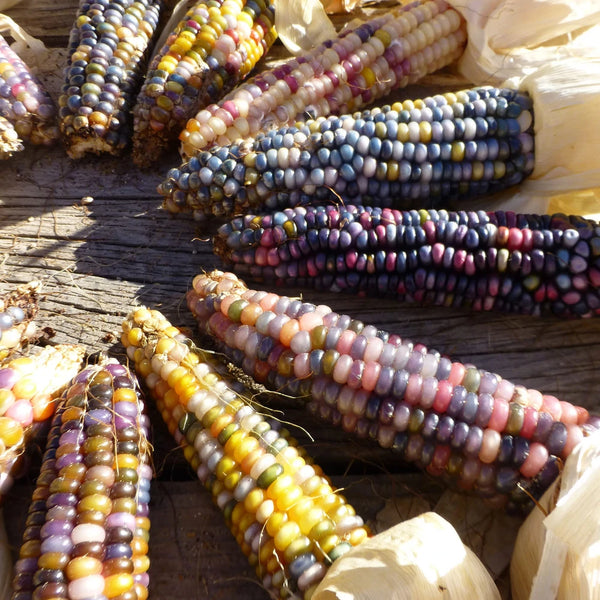  TomorrowSeeds - Rainbow Ornamental Corn Seeds - 30+ Count  Packet - for 2024 Indian Maize Native American Autumn Flint Calico Popcorn Glass  Gem : Patio, Lawn & Garden