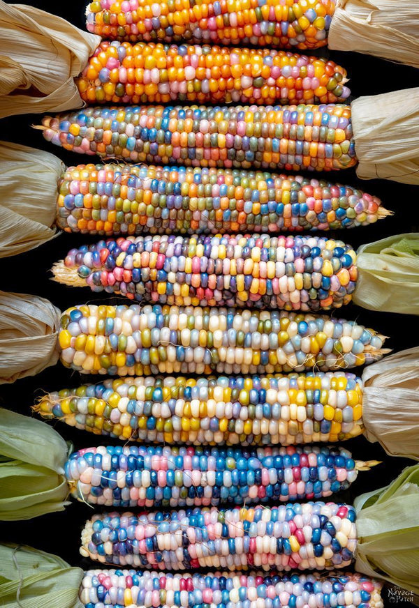 Corn Ornamental Rainbow - Item #105