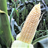 Stowell's Evergreen Sweet Corn