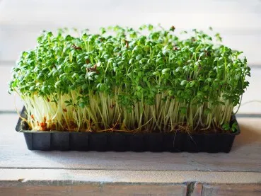 Curled Cress Sprouting Seeds