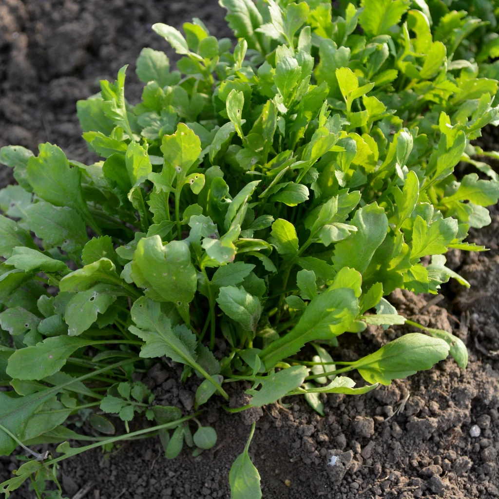 Curled Cress Sprouting Seeds