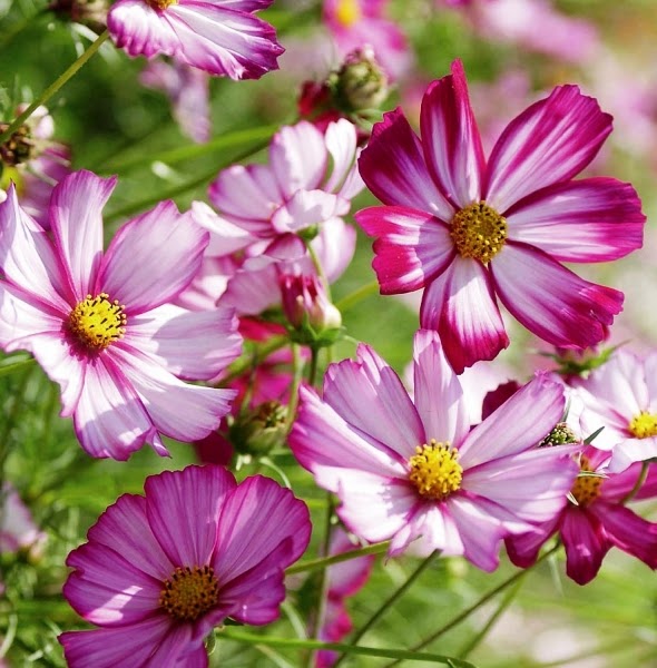 Pink Candy Stripe Cosmos