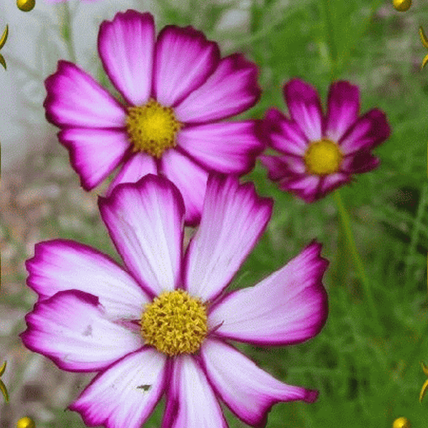 Pink Candy Stripe Cosmos
