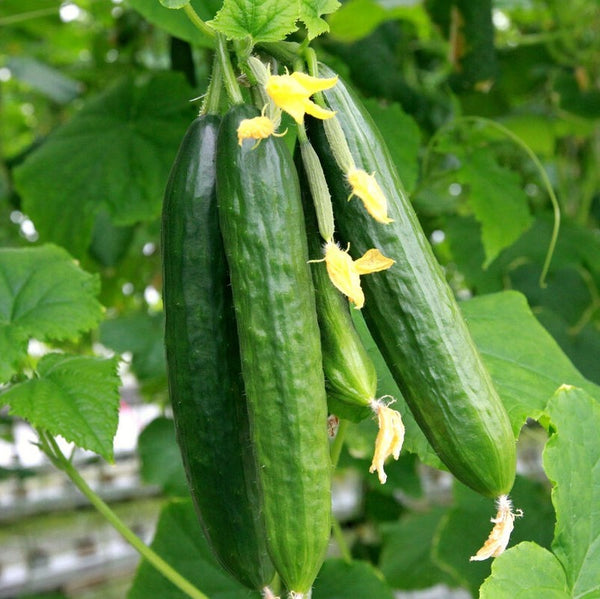 Persian Cucumber