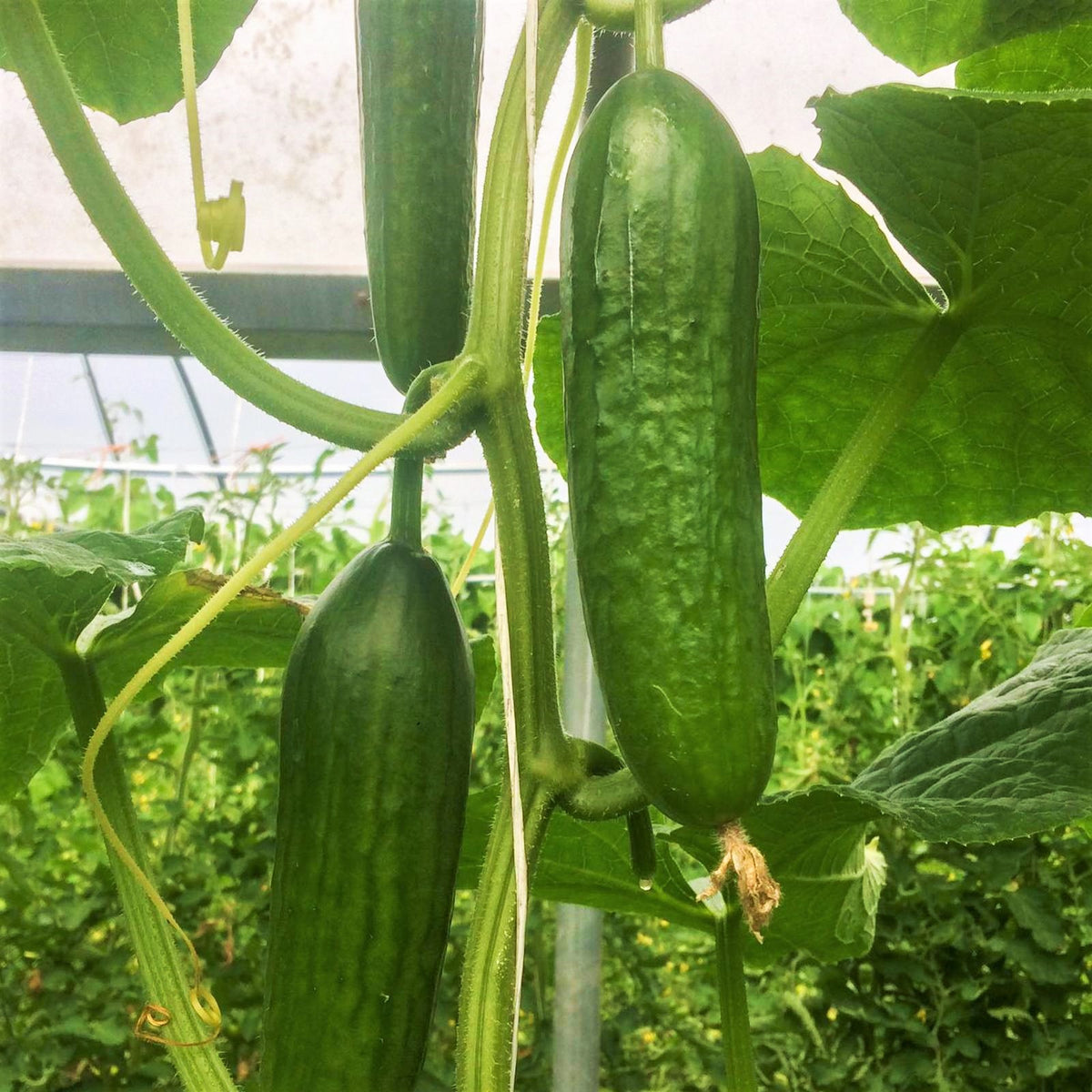 200+ Beit Alpha Cucumber Seeds - Persian/Lebanese Heirloom - Organic - USA Grown