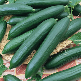 Tendergreen Burpless Cucumber (English Cucumber)