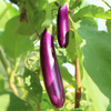 Long Purple Eggplant