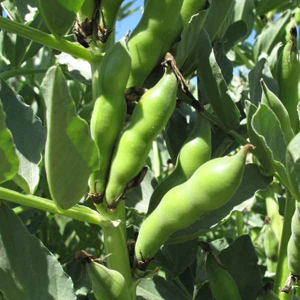 Broad Windsor Fava Bean