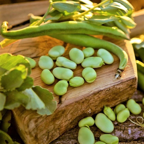 Broad Windsor Fava Bean