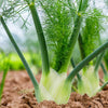 Florence Fennel