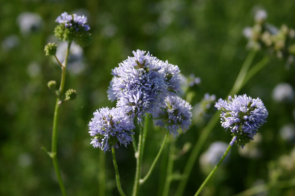 9 Species Mix Blue Wildflower