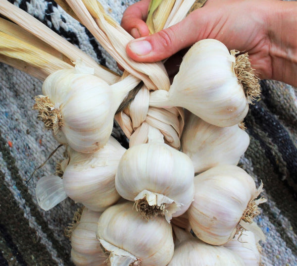 California Early White Softneck Garlic