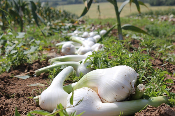 Elephant Garlic Cloves