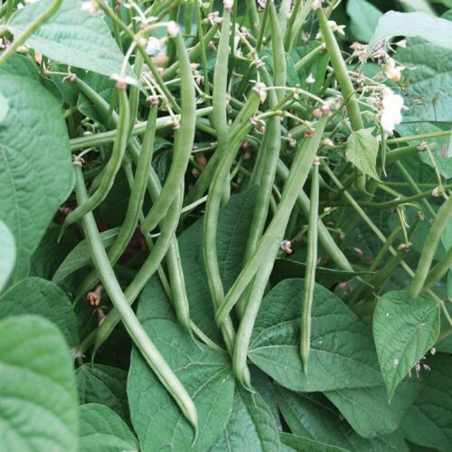 Improved Tendergreen Green Bean Seeds | Downy Powdery Mildew Resistant ...