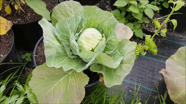 Late Flat Dutch Premium Cabbage Heirloom Heirloom Large - Papaws Garden Late Flat Dutch Premium Cabbage Heirloom Heirloom Large - Papaws Garden