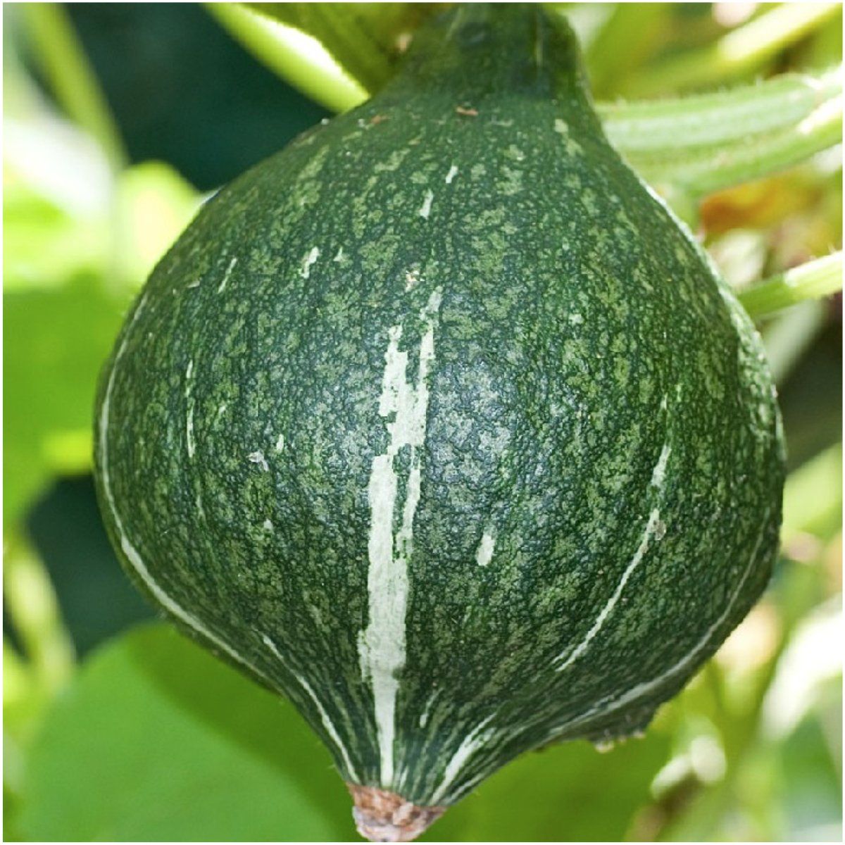 Hubdar Rind Green Hubbard Squash
