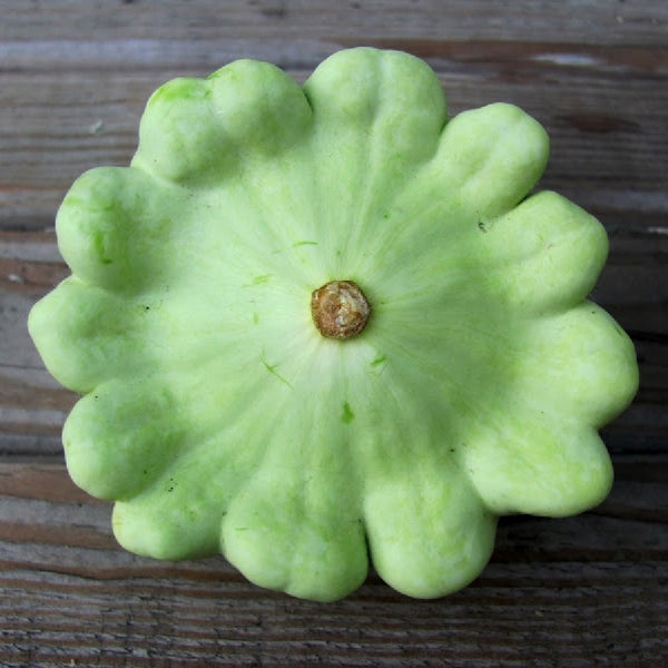 SQUASH - Bennings Green Tint | Buy Online at Seeds Of Plenty – Seeds of Plenty SQUASH - Bennings Green Tint | Buy Online at Seeds Of Plenty – Seeds of Plenty