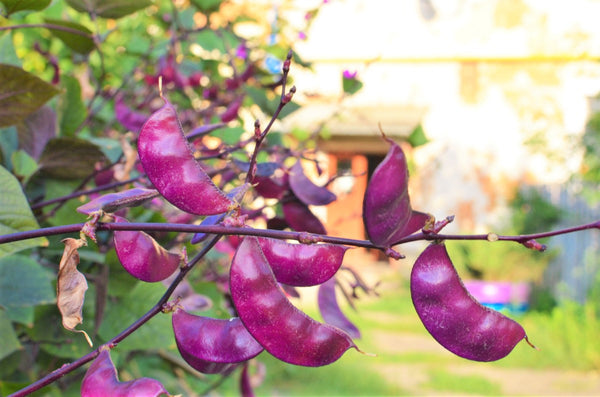 Purple Moon Hyacinth Bean (Pole)