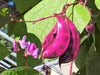 Purple Moon Hyacinth Bean (Pole)