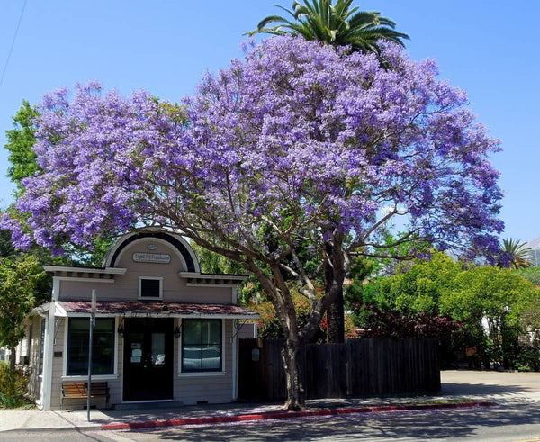 Jacaranda Purple Tree