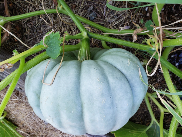 Jarrahdale Blue Pumpkin