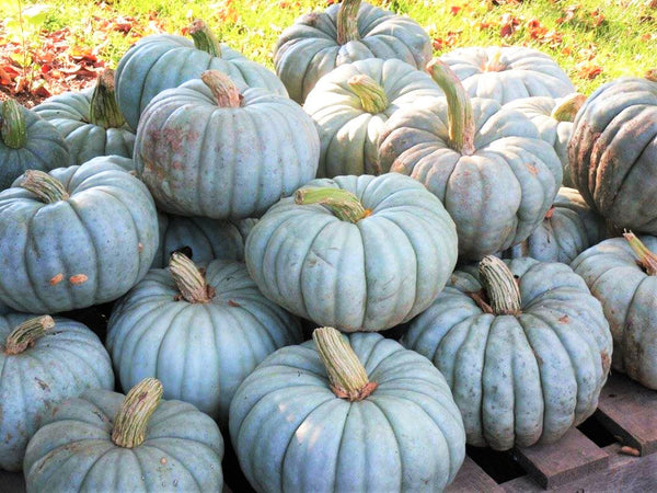 Jarrahdale Blue Pumpkin