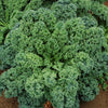 Curled Blue Scotch Vates Kale