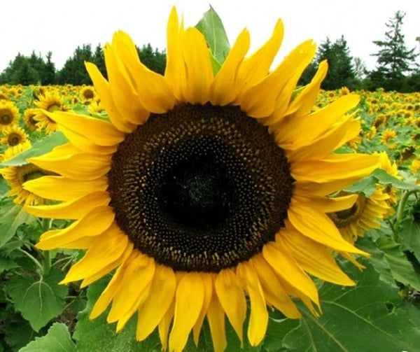 8 Species Mix Sunflower