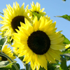 8 Species Mix Sunflower