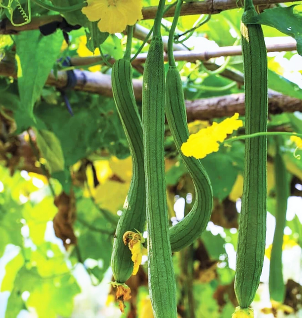 Extra Long Luffa Gourd Seeds | Smooth Aegyptiaca Sponge Egyptian ...