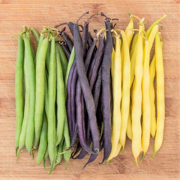 3 Colors Mix Bean Seeds (Mardi Gras Blend) | Purple, Yellow, Green ...
