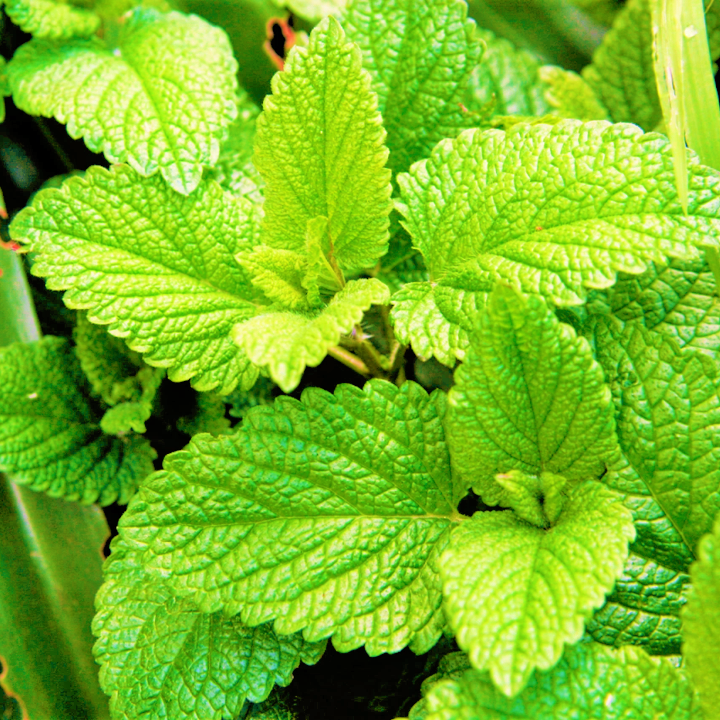 100+ Spearmint Seeds (Mentha Spicata) - Non-GMO, Easy To Grow Herb, Free Shipping!