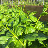 Giant Malabar Spinach