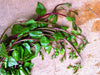 Red and Green Mix Malabar Spinach