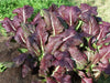 Japanese Giant Red Mustard Greens