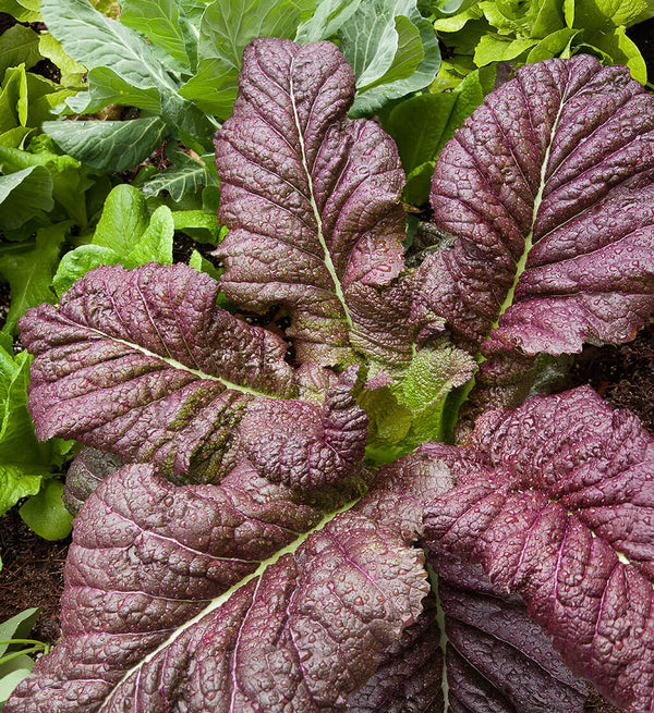 Japanese Giant Red Mustard Greens