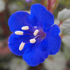 California Bluebell (Desertbell)