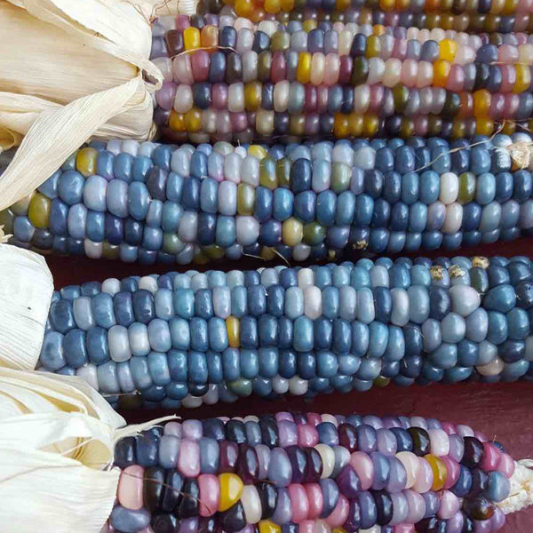 Shades of Blue Ornamental Corn