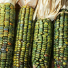 Oaxacan Green Dent Ornamental Corn