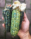 Oaxacan Green Dent Ornamental Corn
