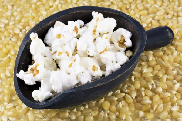 Japanese White Hulless Popcorn Ornamental Corn