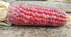 Pink Glass Gem Ornamental Corn