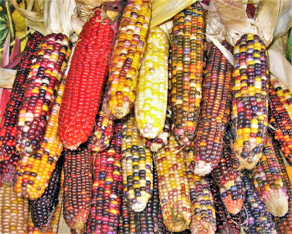 Fiesta Ornamental Corn