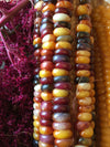 Rainbow Ornamental Corn